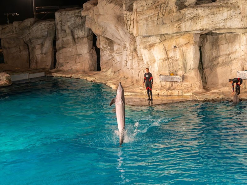 Delfino che salta fuori dall'acqua durante uno spettacolo con addestratori in un acquario.