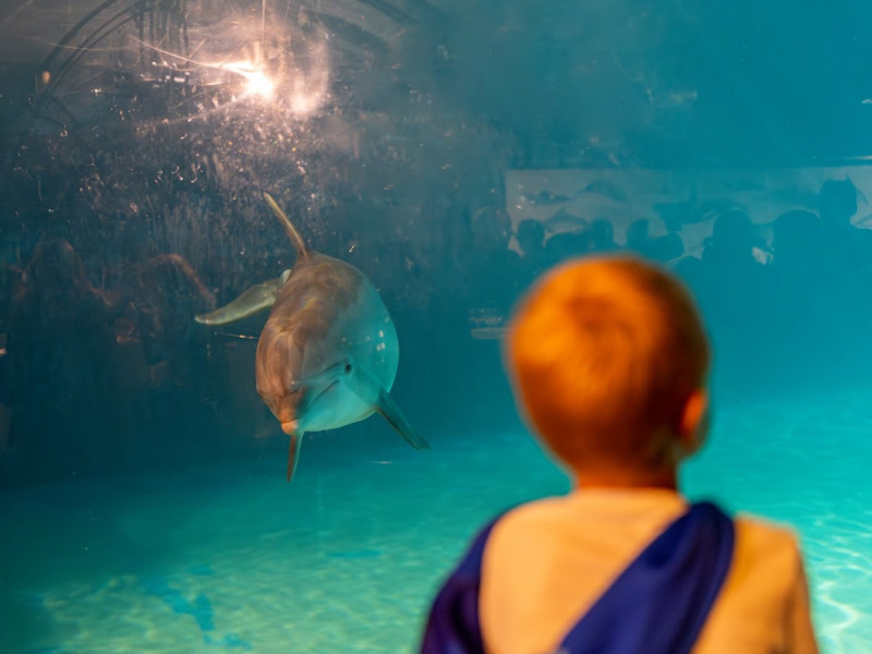 Un bambino osserva un delfino attraverso il vetro di un acquario.